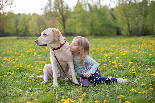A girl sits on the green grass and hugs a large dog, a yellow Labrador retriever, young lush spring greenery outdoors, in the park with the beginning of spring