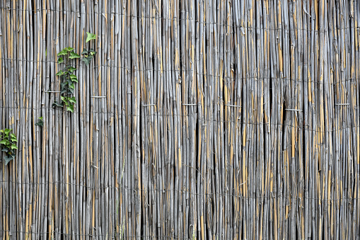 Front view full frame bamboo sticks background