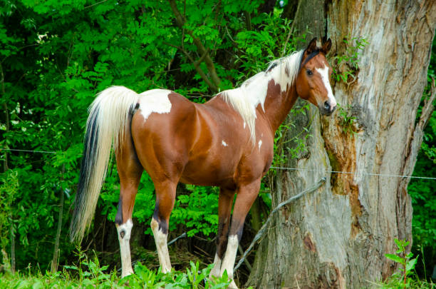istock Arabian horse on pasture - paint horse 2148854183