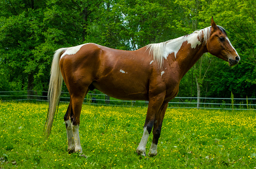 Arabian horse on pasture - paint horse