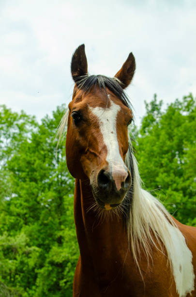 istock Arabian horse on pasture - paint horse 2148854588