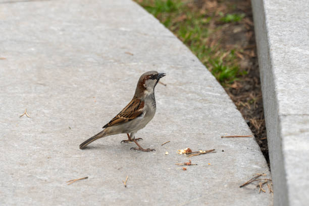 istock Beautiful cute brown sparrow eating nut. Small urban bird feeding. 2148854655