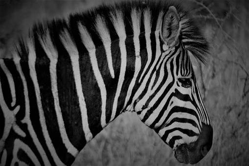 The Plains Zebra is also known as the Common Zebra. All Zebras have individual markings with no two alike.