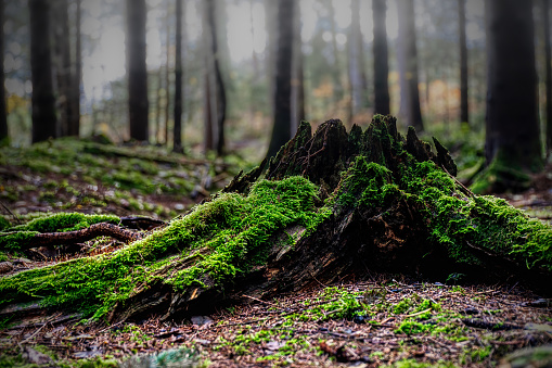 an example of photography in a forest. a very old stock of a tree covered in moss. spooky mood in a  nebulous wood.