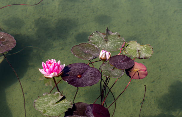 Free Stock Photo of A Pink Water Lily Floating on Top of a Pond ...