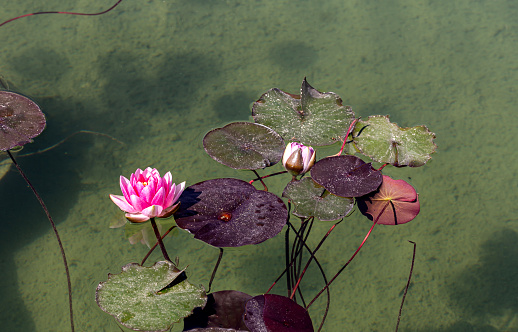 Delicate, pink, water lilies grow in a pond close-up on a sunny, spring evening
