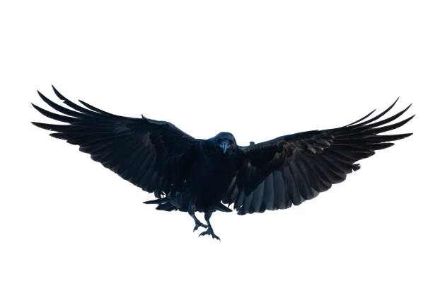 istock Birds flying raven isolated on white background Corvus corax. Halloween 2148857128