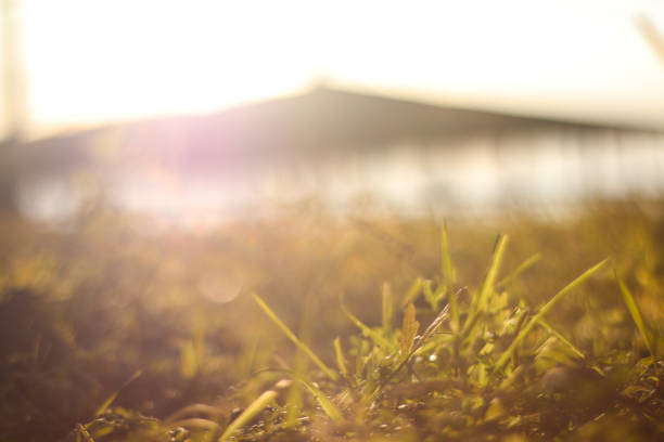 Morning grass view at blur mountain background