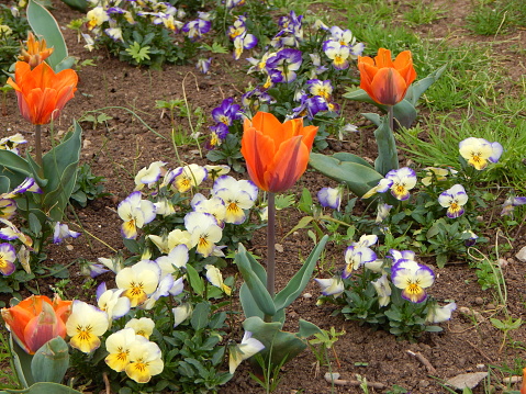 Springtime flowers in the park. Orange tulips and colorful pansy flowers in bloom
