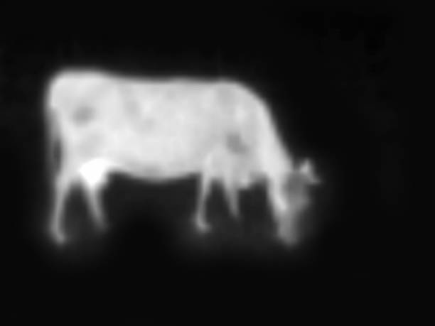 .Image from thermal imager device. The ghost of a cow livestock