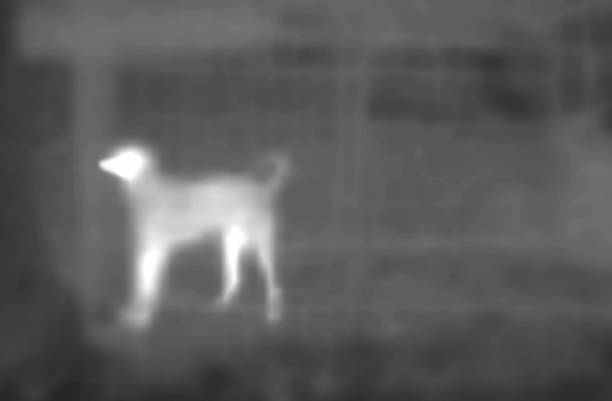 istock greyhound infrared photo 2148857860
