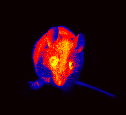 Rodentia, mouse and vole close-up. Illustration of thermal image wood mouse shooting from different angles. A on a black background isolated