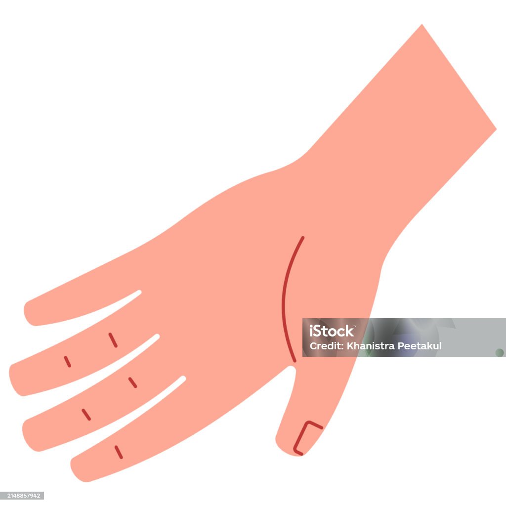 Hand Cute Filefront Hand Front Stock Illustration - Download Image Now - Adult, Anatomy ...