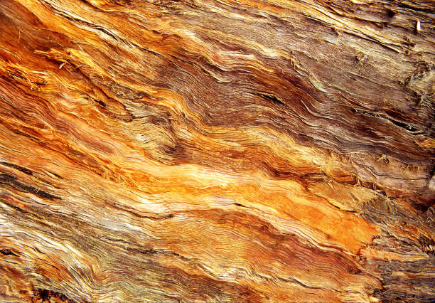 Abstraction - background of tropical timber, Africa, Uganda