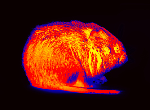 Rodentia, mouse and vole close-up. Illustration of thermal image Ruddy vole shooting from different angles. A on a black background isolated