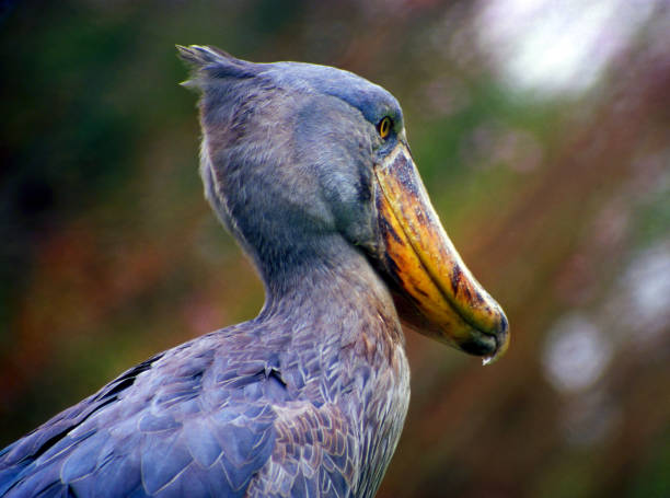 istock Shoebill (Shoe-bill Stork) portrait, Uganda, Africa 2148858009