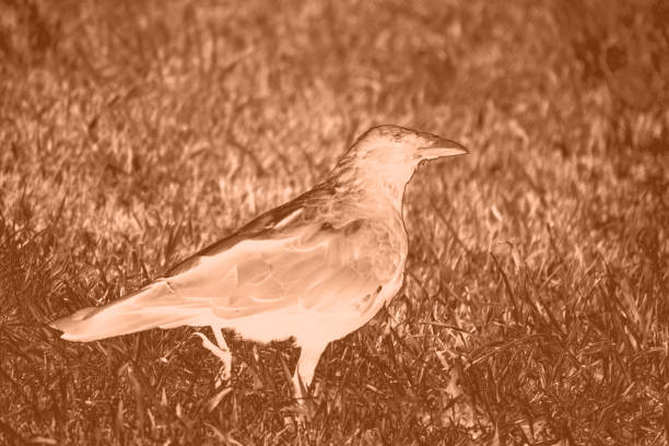 Raven in Milagra Ridge