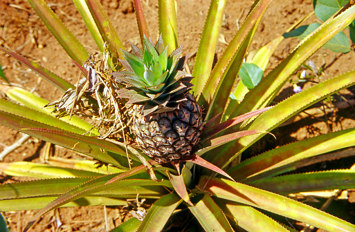 Ananas - pineapple in the field, Africa, Uganda