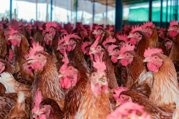 istock SHED WITH RED LAYING HENS IN CLOSEUP 2148858200