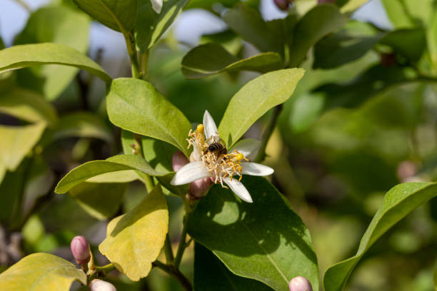 istock Bee collect nectar with orange tree flowers close-up, on a spring, sunny day 2148858403