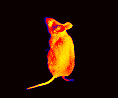 Rodentia, mouse and vole close-up. Illustration of thermal image wood mouse shooting from different angles. A on a black background isolated