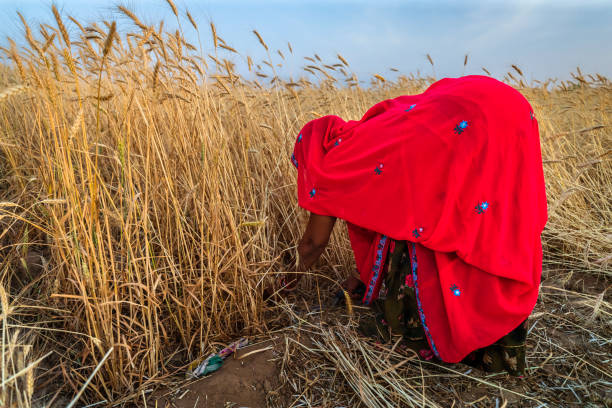 istock Indian woman cutting a wheat, India. 2148858474