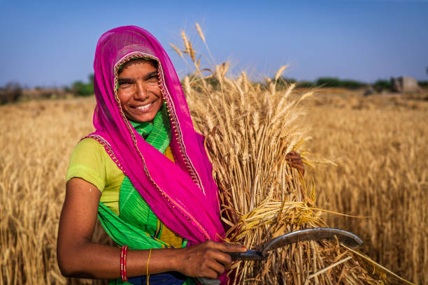 istock Indian woman collecting a wheat, India. 2148858499