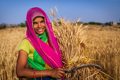Indian woman collecting a wheat in a village near Jaipur city, Rajasthan, India.