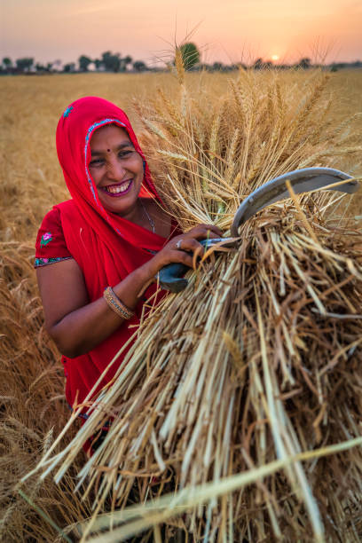 istock Indian woman carrying a wheat, India. 2148858527
