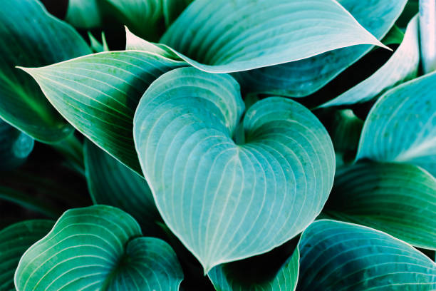 Hosta plant green leaves, natural background.