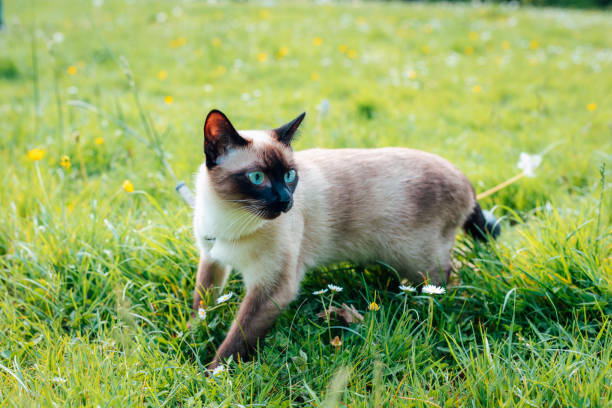 istock Siamese cat with blue eyes walking on green grass 2148858553