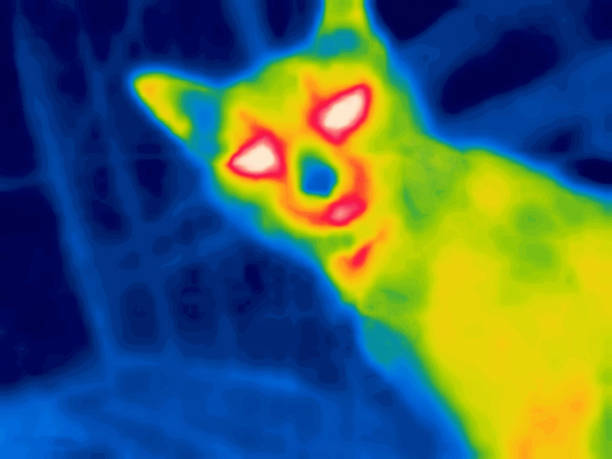 istock The Desert Cat infrared 2148858590