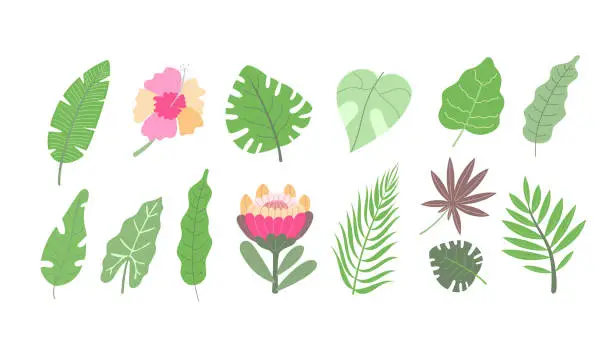 Vector illustration of Exotic palm plant's and flower's leaves set on an isolated white background, flat vector illustration