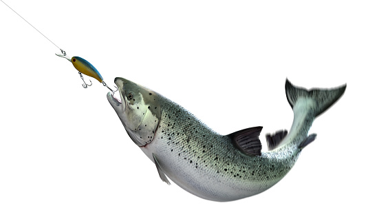 Atlantic Salmon hooked - isolated on white