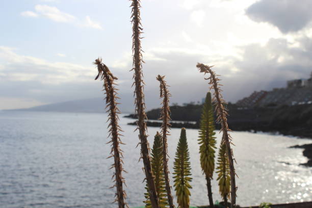 aloe vera in the sea with coastal houses