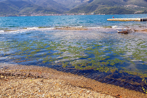 Algal blooms in seawater because of spring pollen.  Montenegro, Adriatic Sea, coast of Kotor Bay