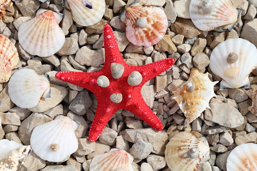 Close-up of a starfish on a sunny beach.