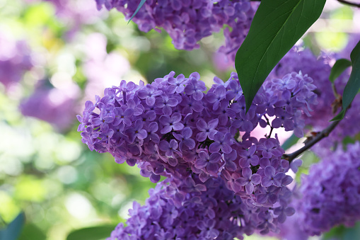 Branch of lilac flowers with the leaves.