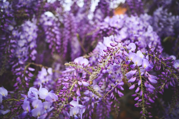 Blooming violet Wisteria Sinensis.