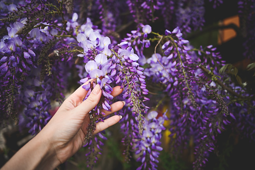 hand and Spring flowers wisteria.