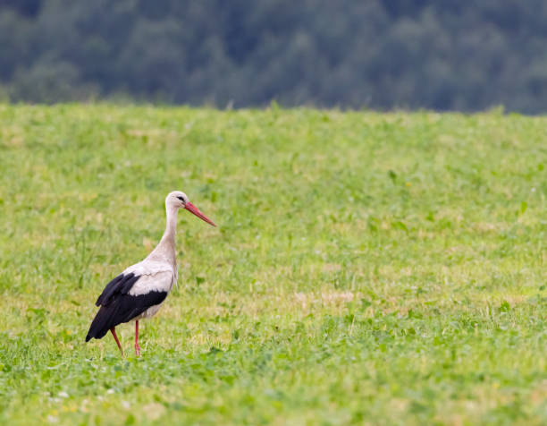 istock White stork (ciconia ciconia), Carpathian mountains landscape, Eastern Slovakia 2148860828