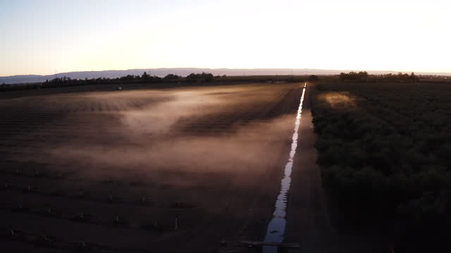 Drone Over Almond Farm Through Morning Fog