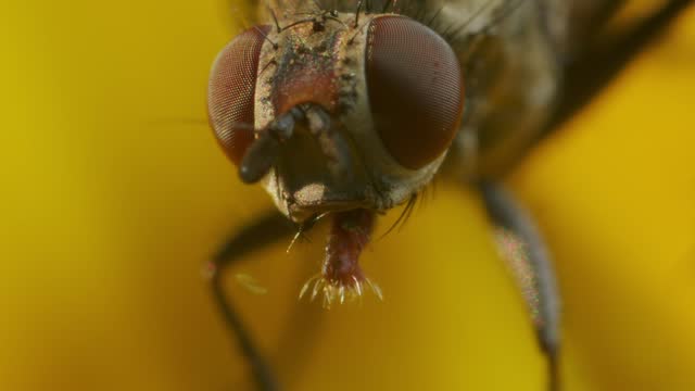 Extreme Macro of house fly with brown eyes and ocelli in yellow flower. CLose up shot.