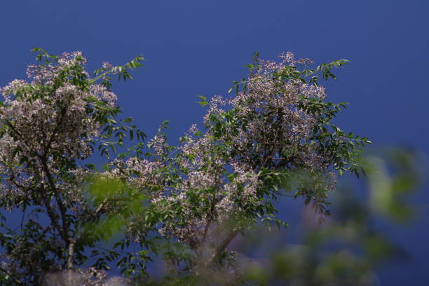 Chinaberry tree (Melia azedarach) The chinaberry tree (Melia azedarach) is an ornamental deciduous tree with small, fragrant purple flowers. chinaberry stock pictures, royalty-free photos & images