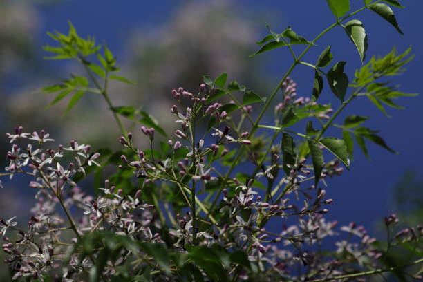 Chinaberry tree (Melia azedarach) The chinaberry tree (Melia azedarach) is an ornamental deciduous tree with small, fragrant purple flowers. chinaberry stock pictures, royalty-free photos & images