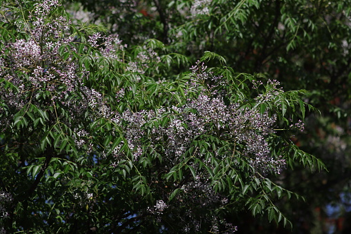 The chinaberry tree (Melia azedarach) is an ornamental deciduous tree with small, fragrant purple flowers.