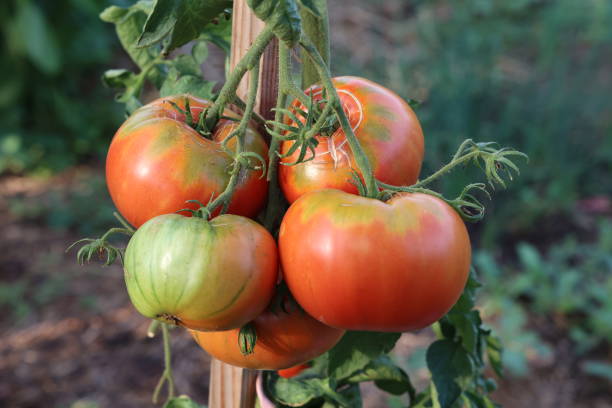 istock Ripe tomatoes in the garden 2148864004