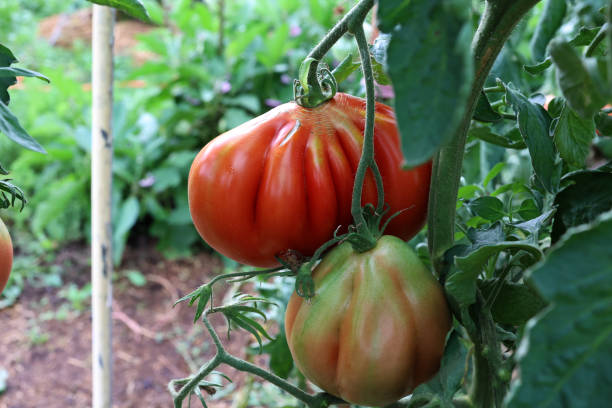 istock Ripe tomatoes in the garden 2148864361