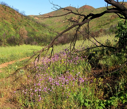 Large clump of small purple flowers. Some plants bloom with extra vigour after a fire. This is the spring after the Woolsey Fire.
