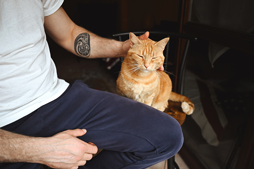 Ginger cat and pet owner.